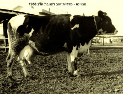 'מצוינת'- הפרה שזכתה במדליית זהב לתנובת חלב לשנת 1958- התמונה מהארכיון